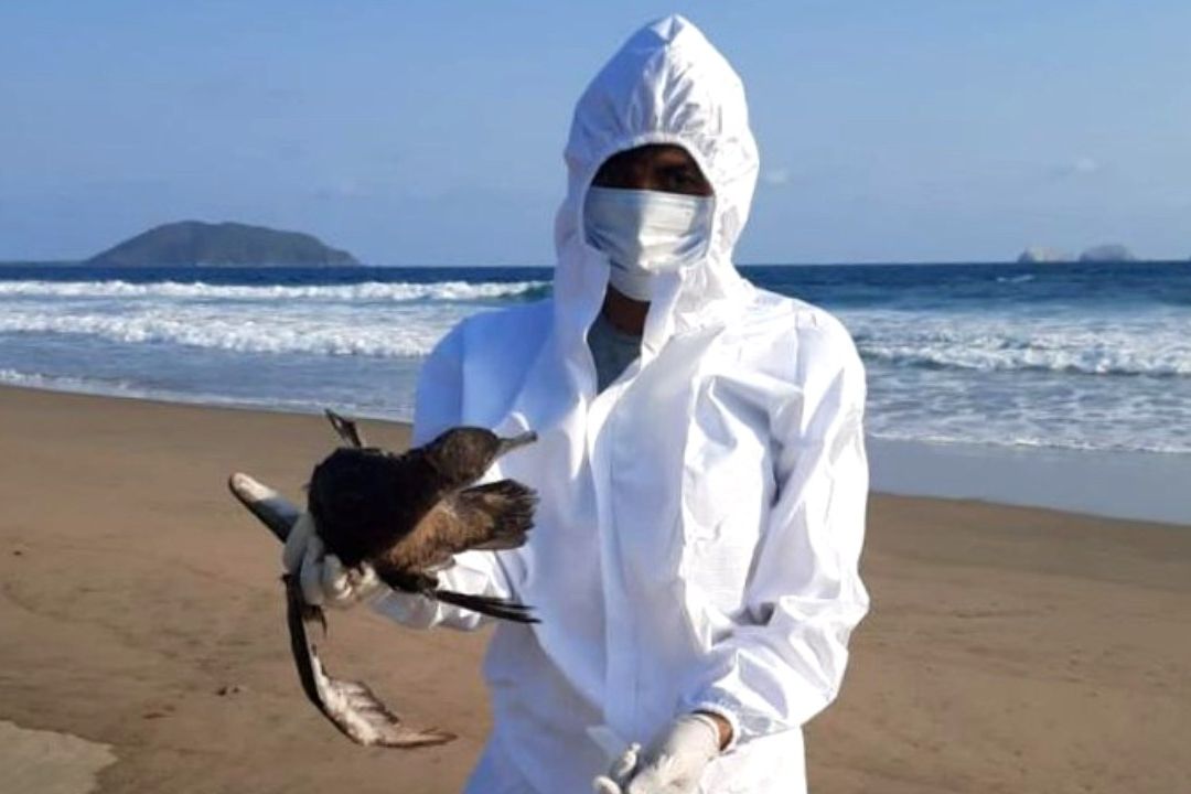 Mueren Cientos de Aves en el Pacífico por Posible Gripe Aviar; México Investiga Causa