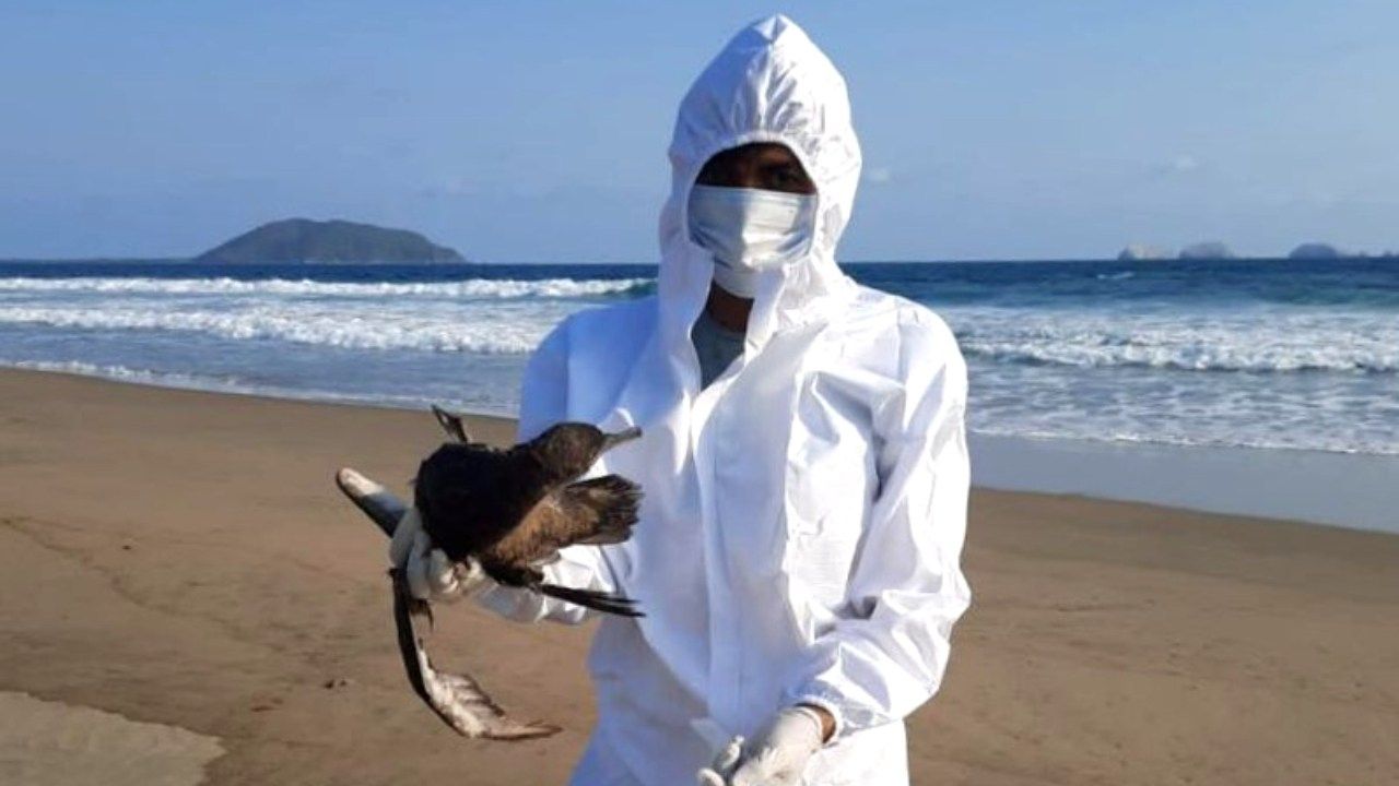 Mueren Cientos de Aves en el Pacífico por Posible Gripe Aviar; México Investiga Causa