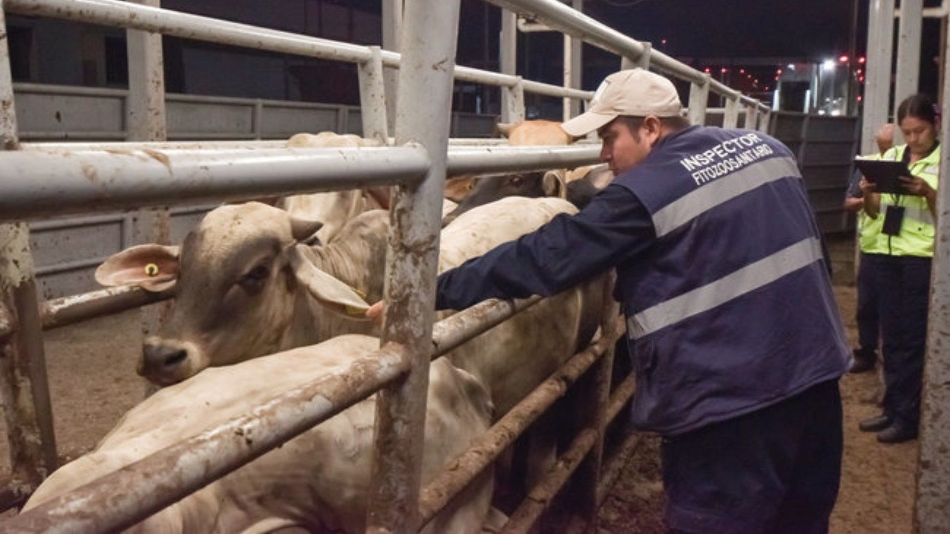 Se Mantienen 701 Casos Activos del Gusano Barrenador en México