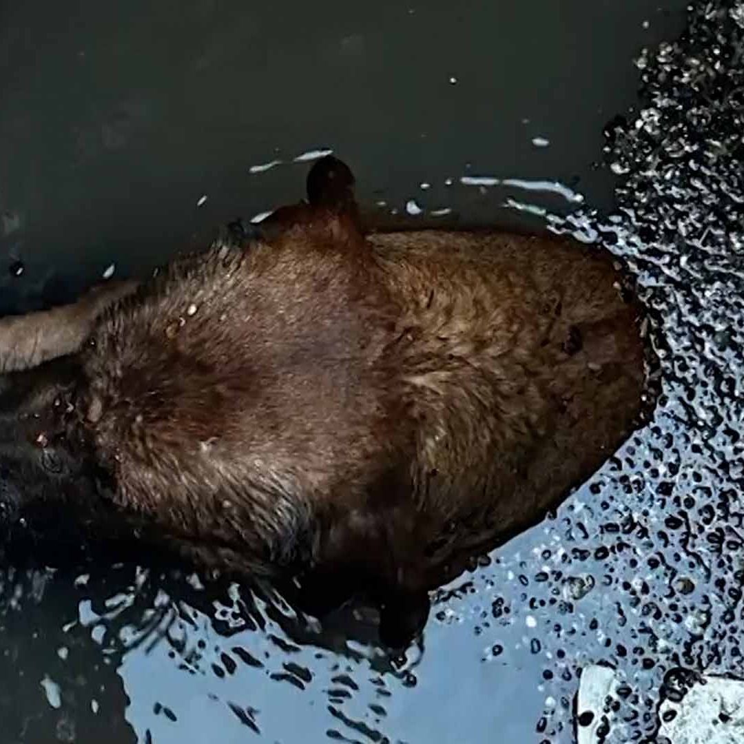 Rescatan a Perrito que Cayó a la Alcantarilla en Colonia José Revueltas en Lerdo