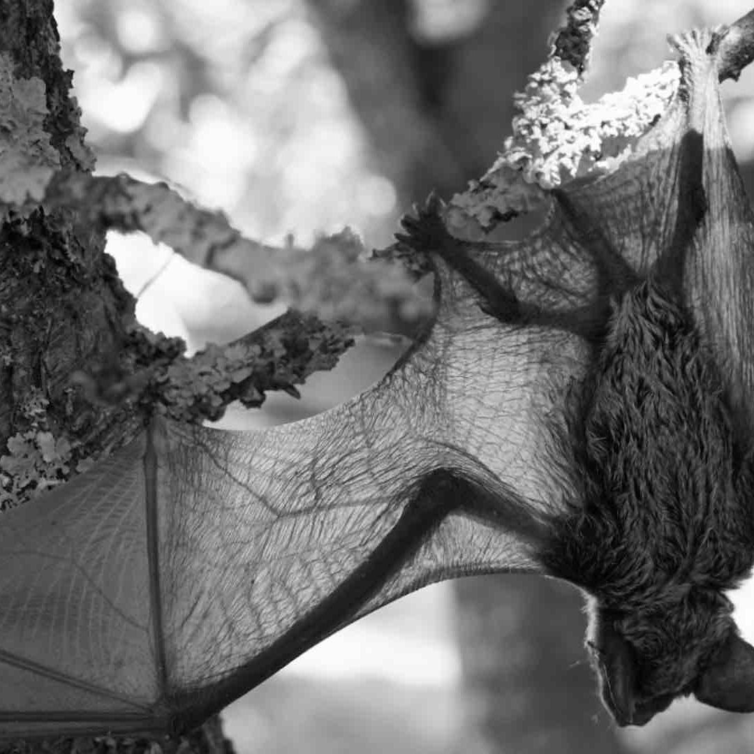 Murciélago colgado de cabeza en un árbol