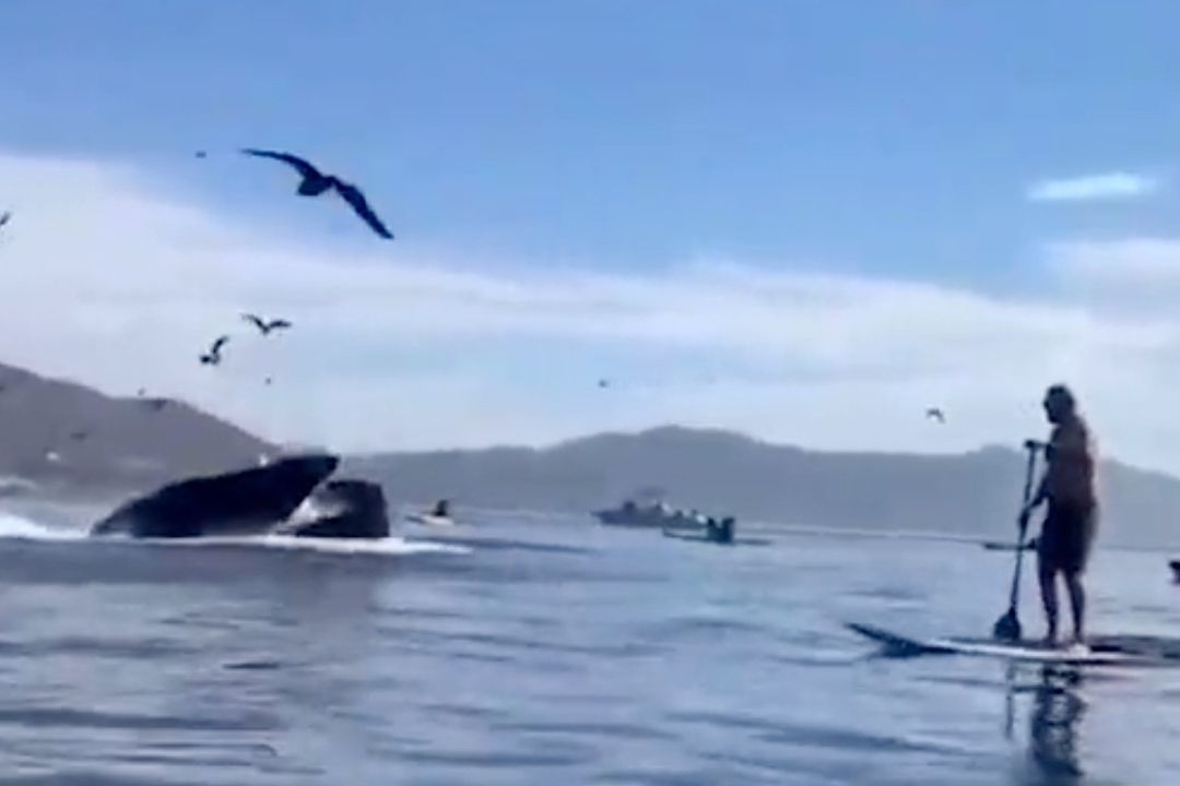 Video: Ballena Se Traga a Dos Surfistas en Playa de Estados Unidos