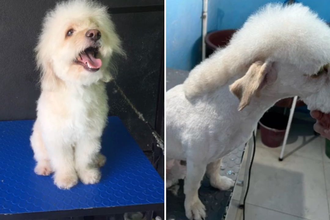 Hacen corte de Peso Pluma a perrito