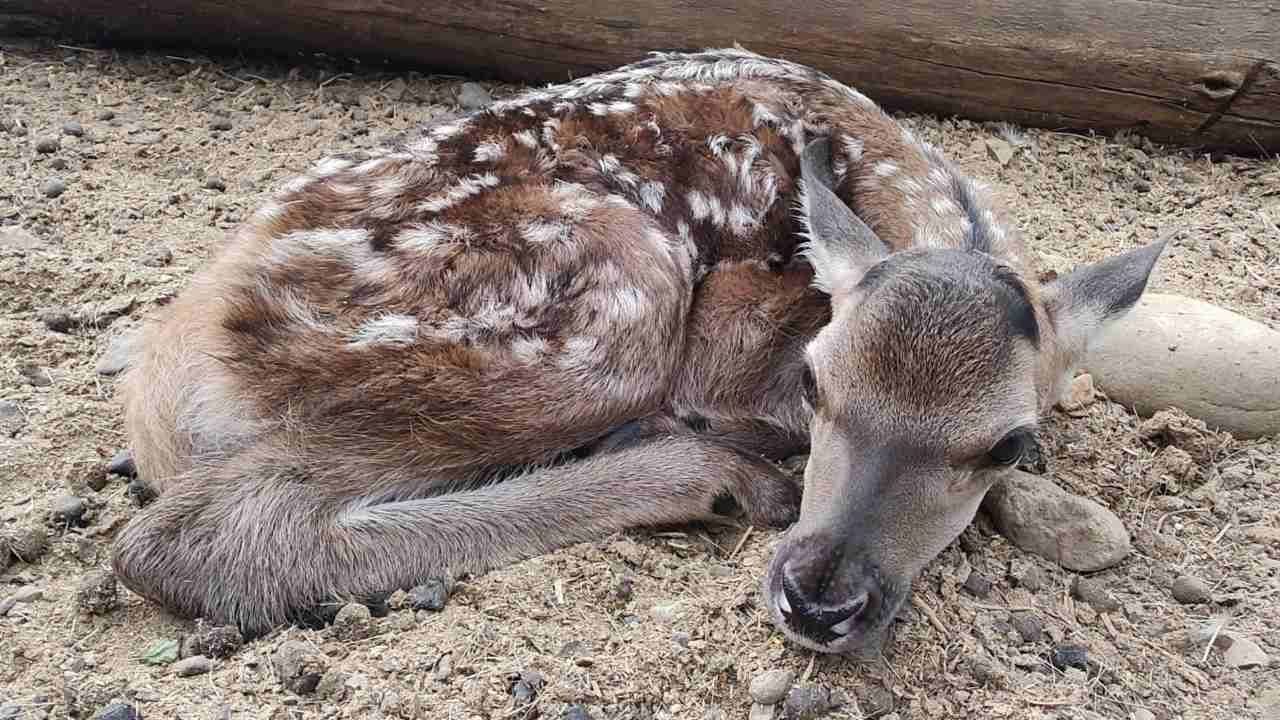 Nace el primer venado del año en el Parque Morelos de Tijuana