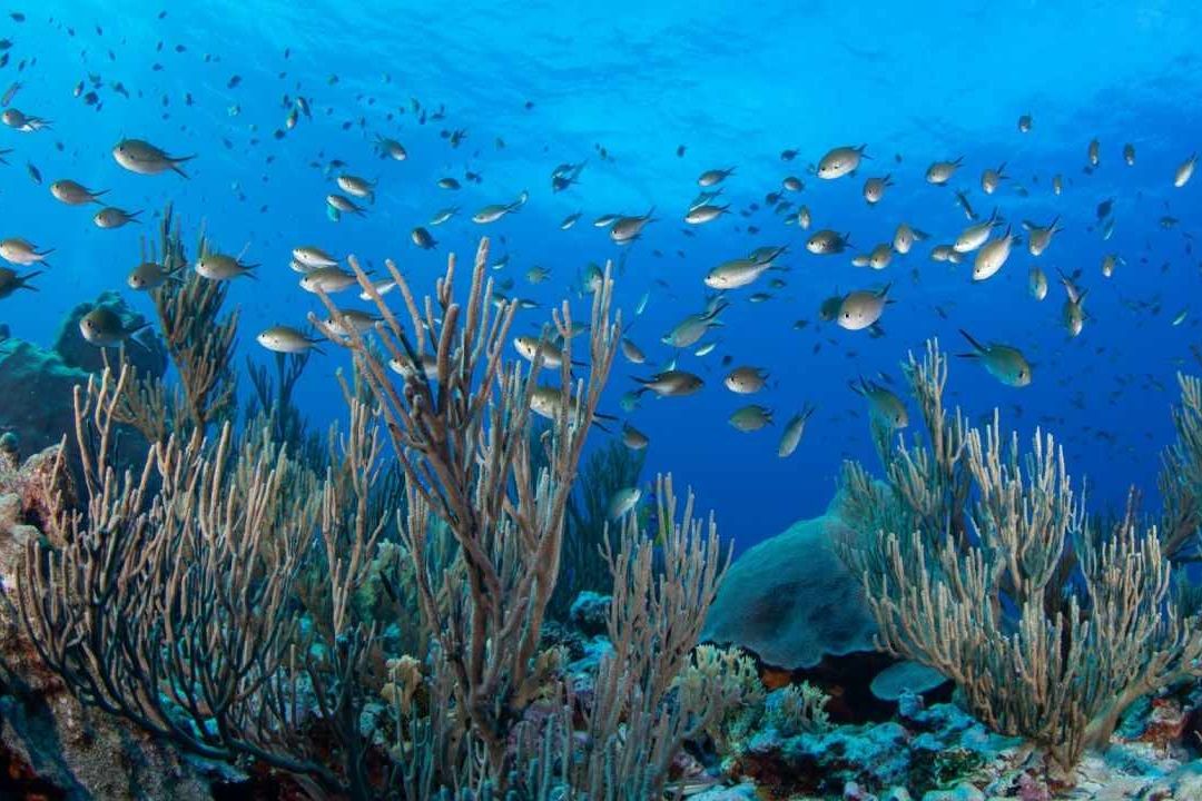 Cambios en Fenómeno El Niño Salvan a los Arrecifes de Coral