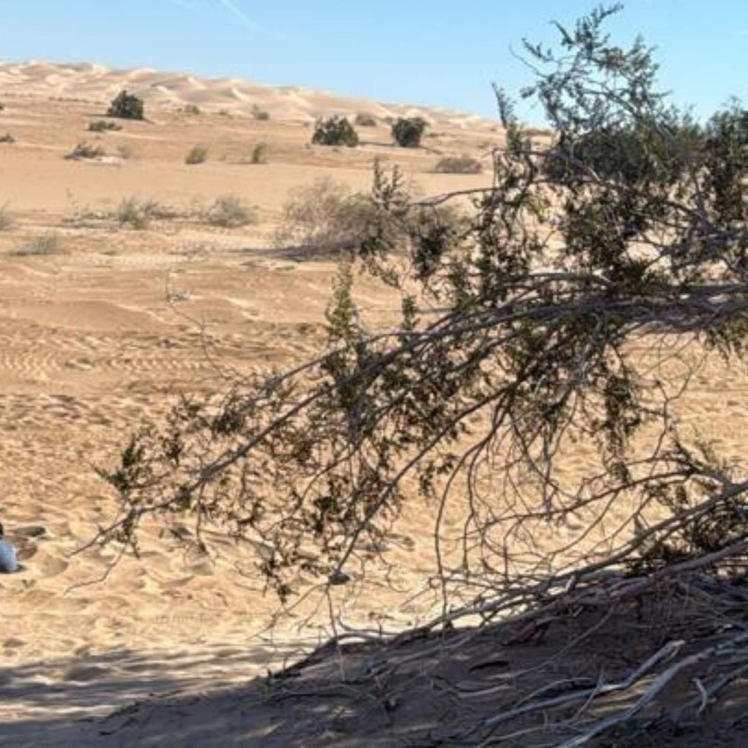 Desierto de Banco Cuervitos en Mexicali
