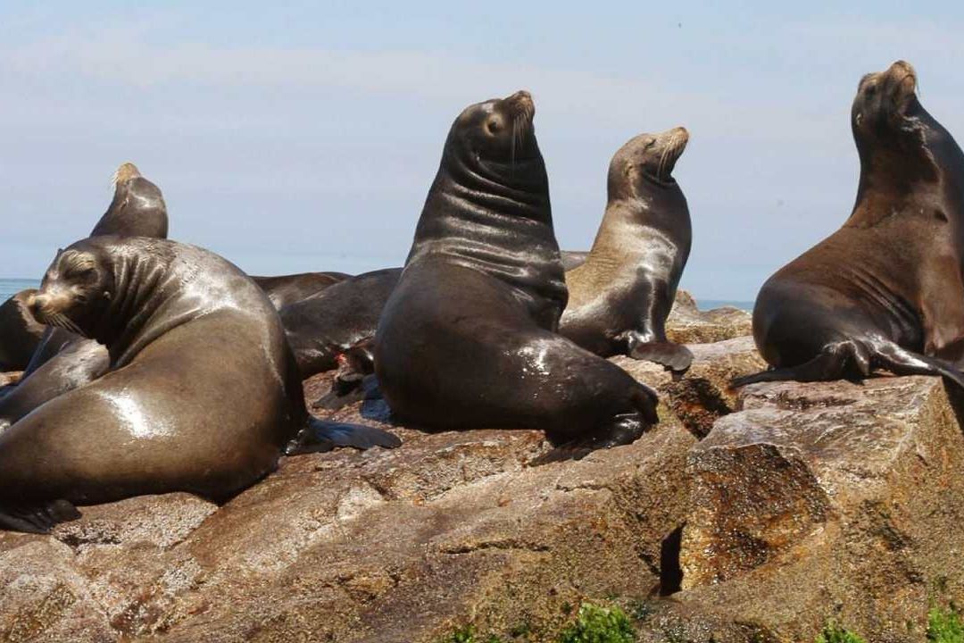 Turismo Peligroso: Avistando Especies que Están Desapareciendo
