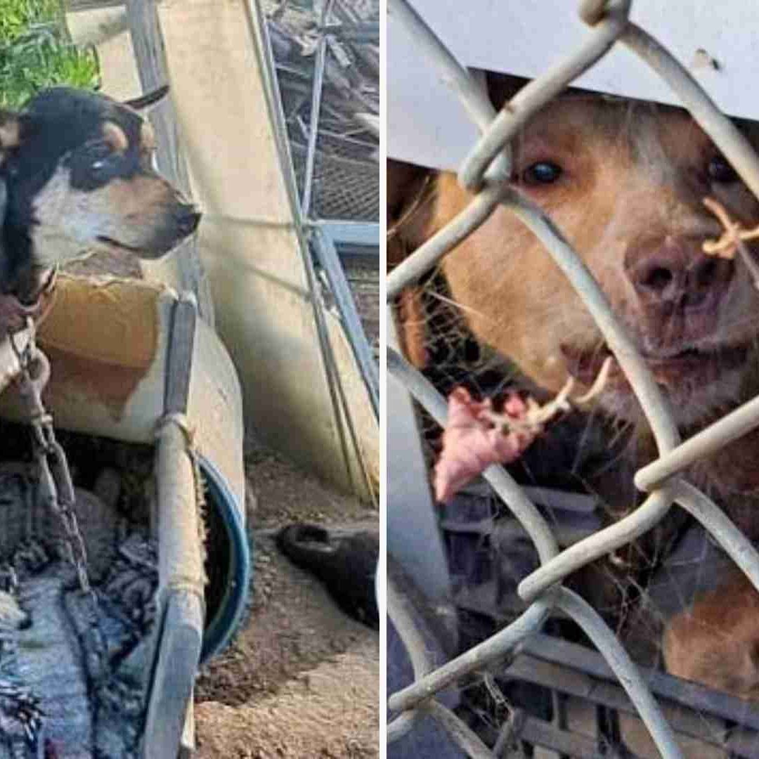 Animales Rescatados Tras Cateo en Tecate, BC.