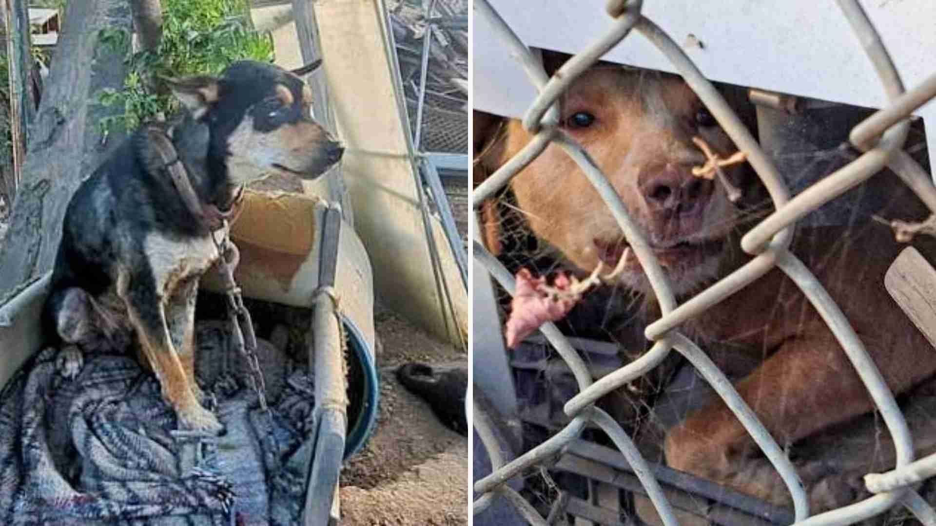 Animales Rescatados Tras Cateo en Tecate, BC.