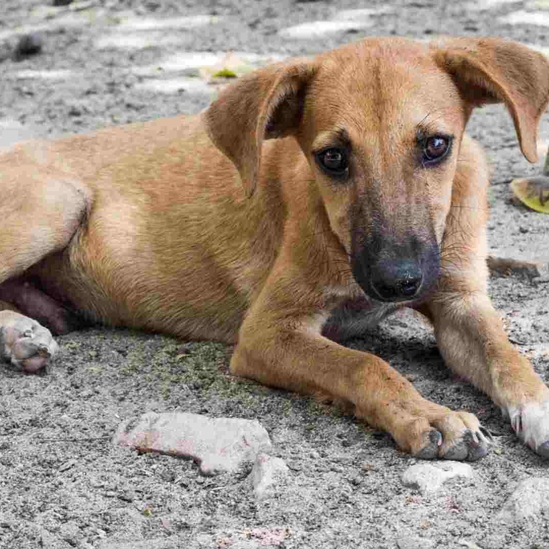 La joven admitió a través de un chat de WhatsApp que le quitó la vida aun perro que adoptó