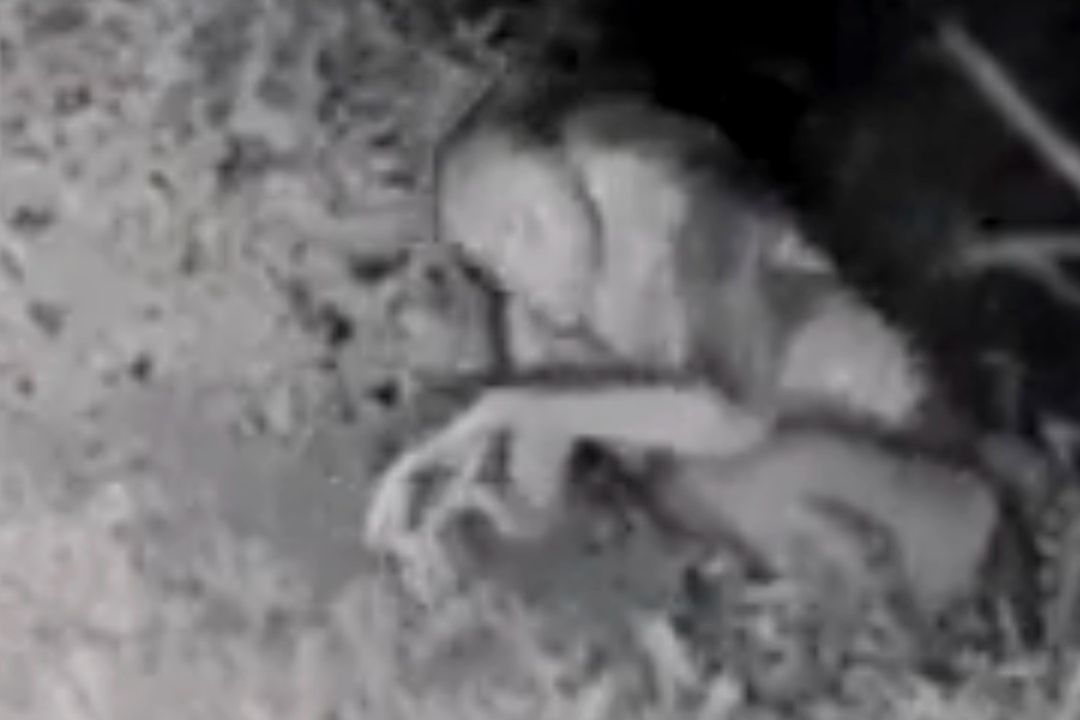 “No Es un Alien": Video Viral de Extraterrestre en Casa en Las Vegas | TikTok