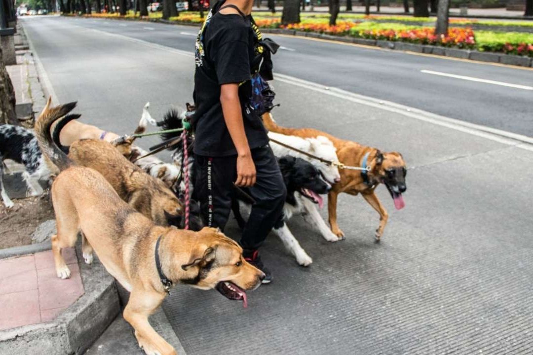 El 70% de las mascotas mexicanas sufren algún tipo de maltrato
