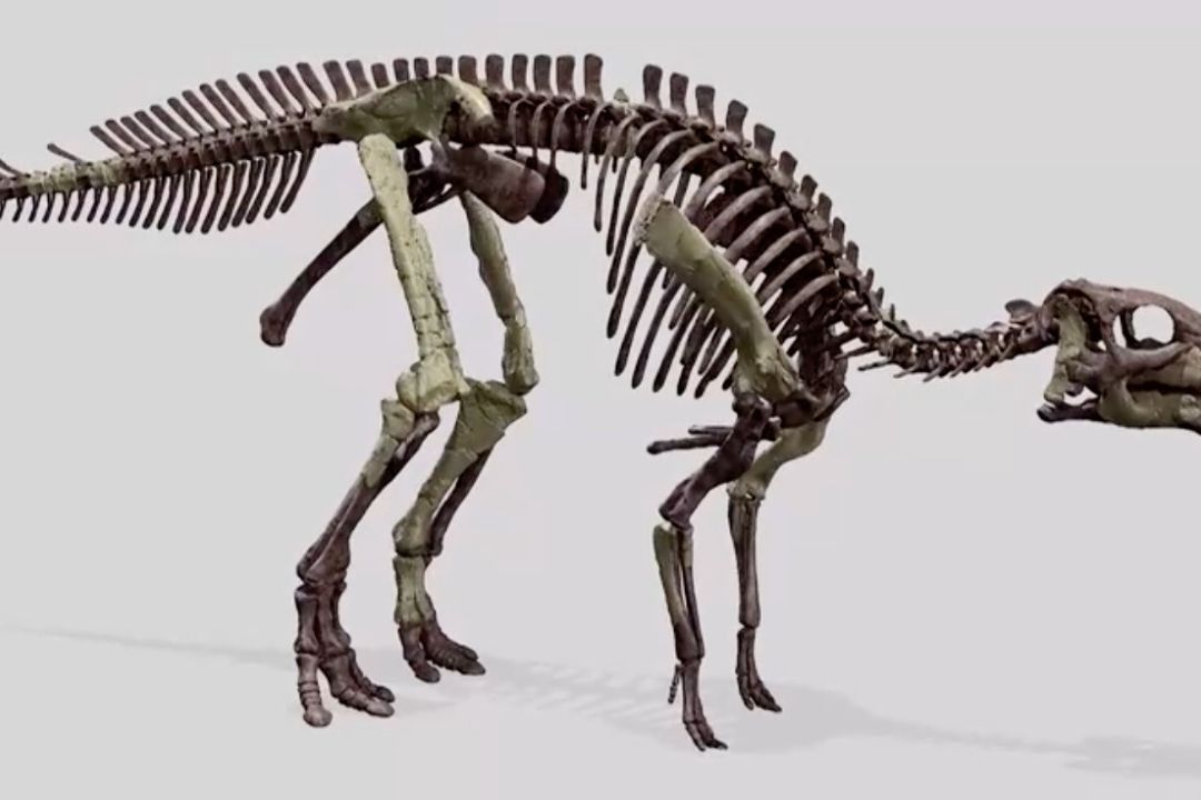 Hallan Nueva Especie de Dinosaurio con Pico de Pato en Chile