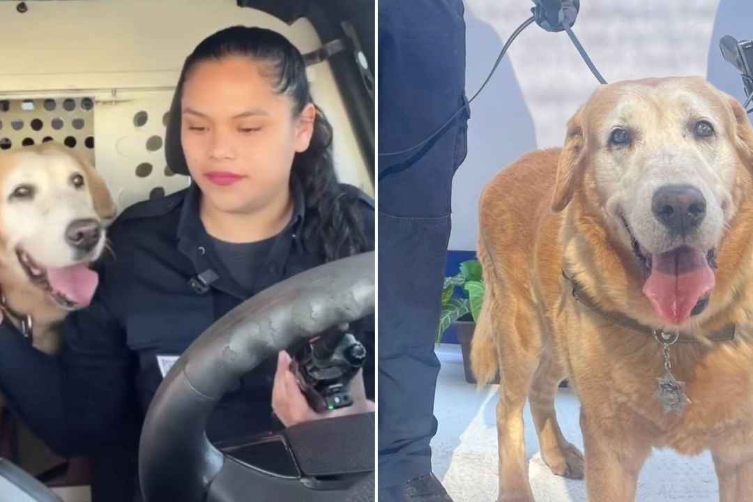 ¡Gracias, Bubu! Perrito Policía Se Jubila en Hermosillo