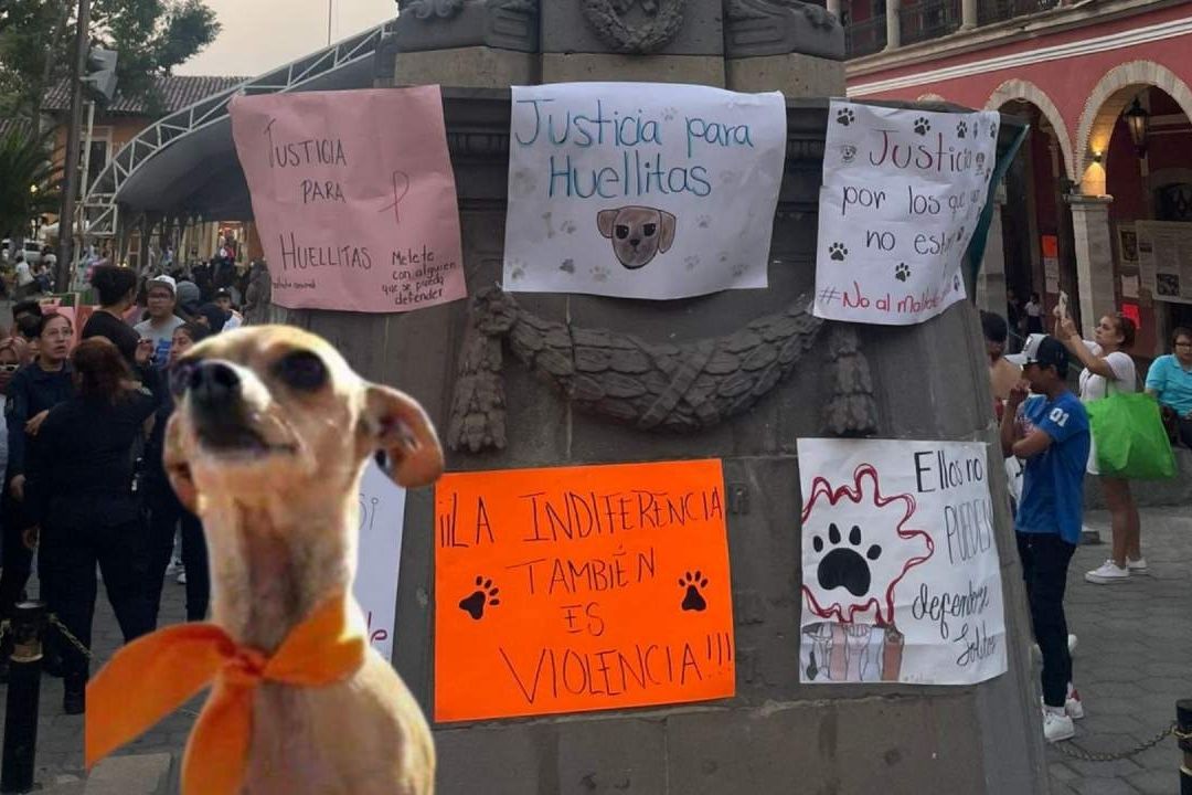 Justicia para ‘’Huellitas’’ Perrito Asesinado por Alumna en Puebla
