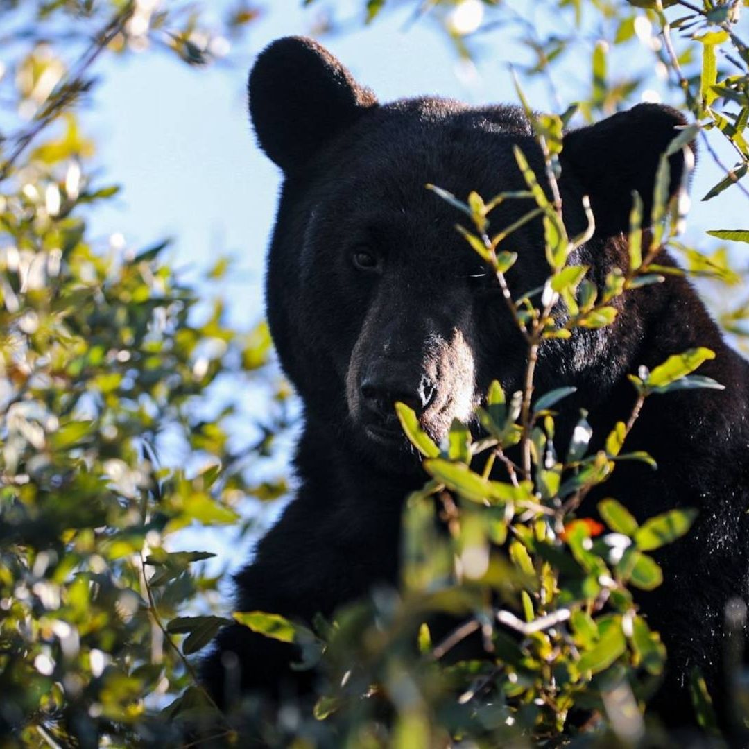 Oso negro arriba de árbol