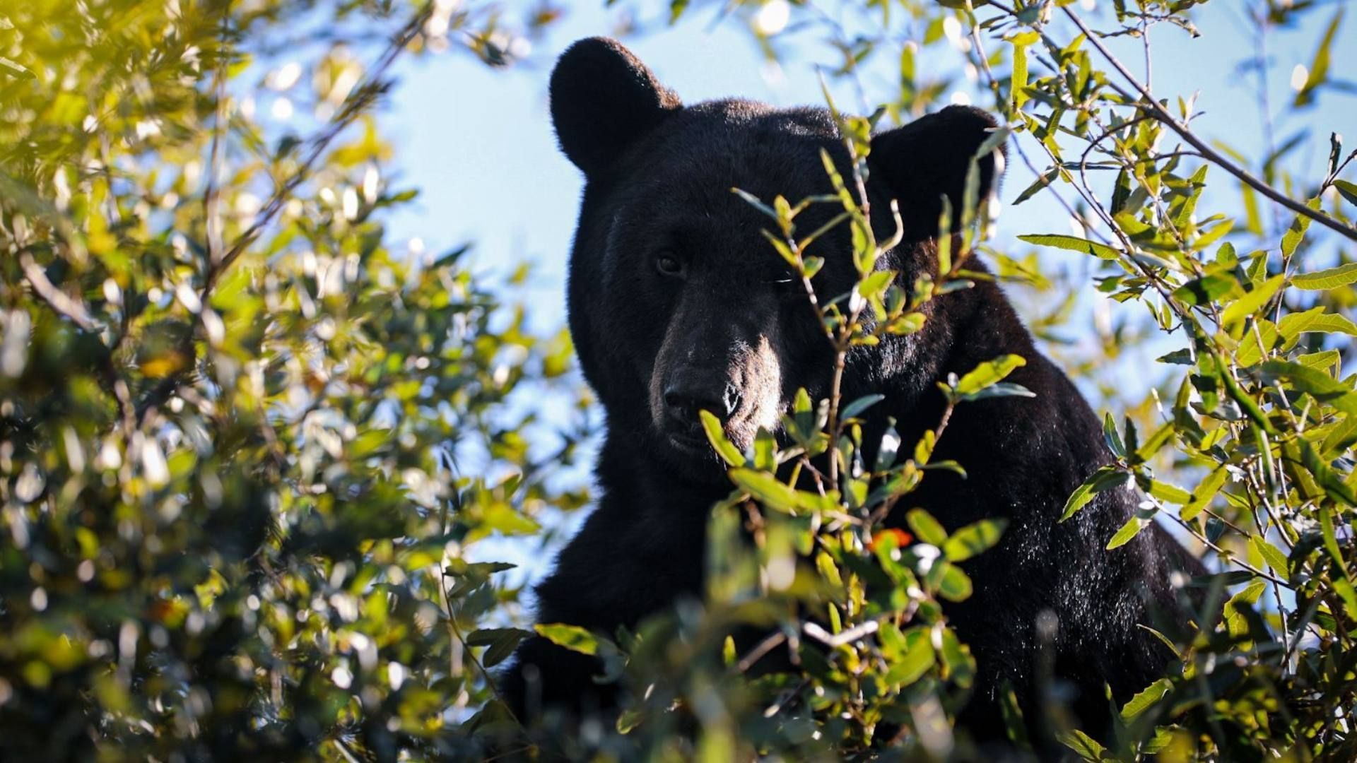 Oso negro arriba de árbol