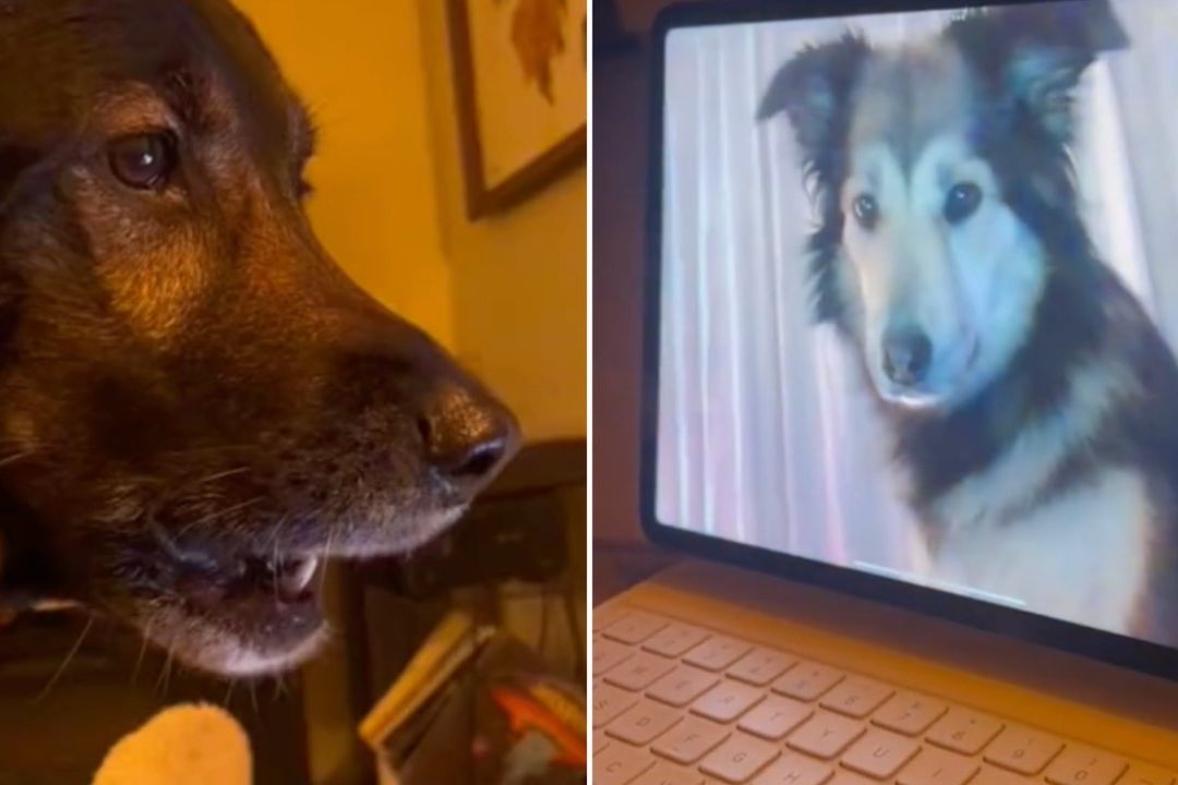 Perros tienen videollamada