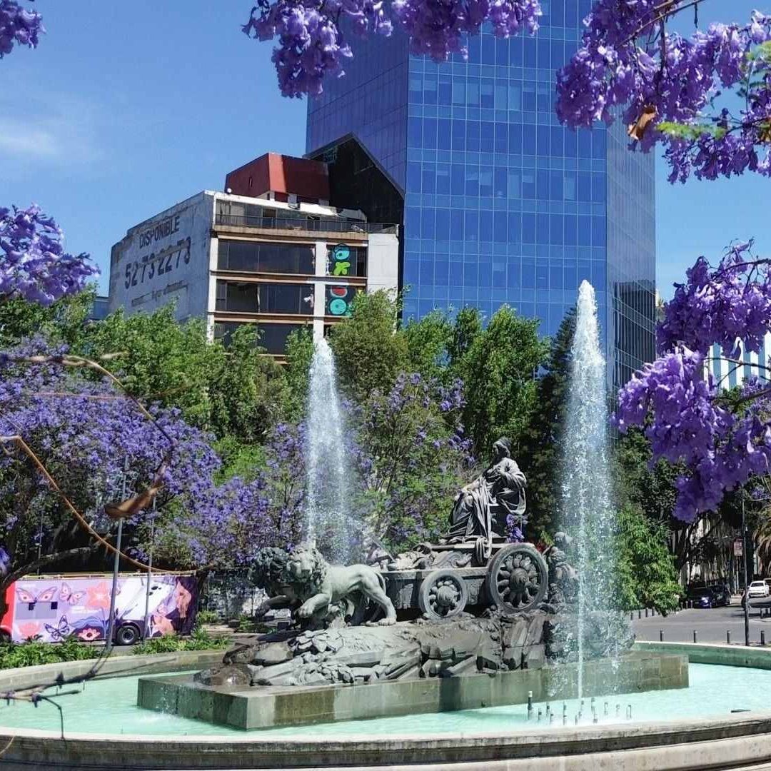 Jacarandas florecen en primavera, en CDMX