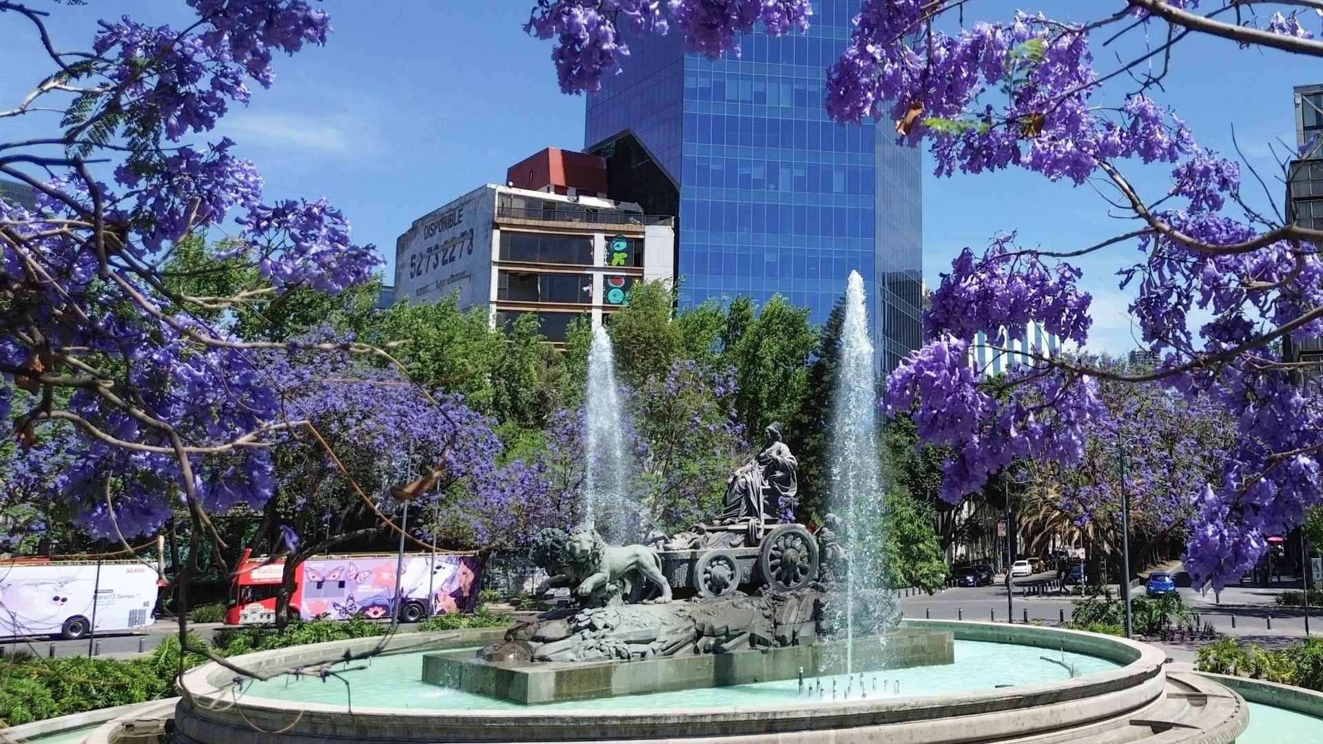 Jacarandas florecen en primavera, en CDMX
