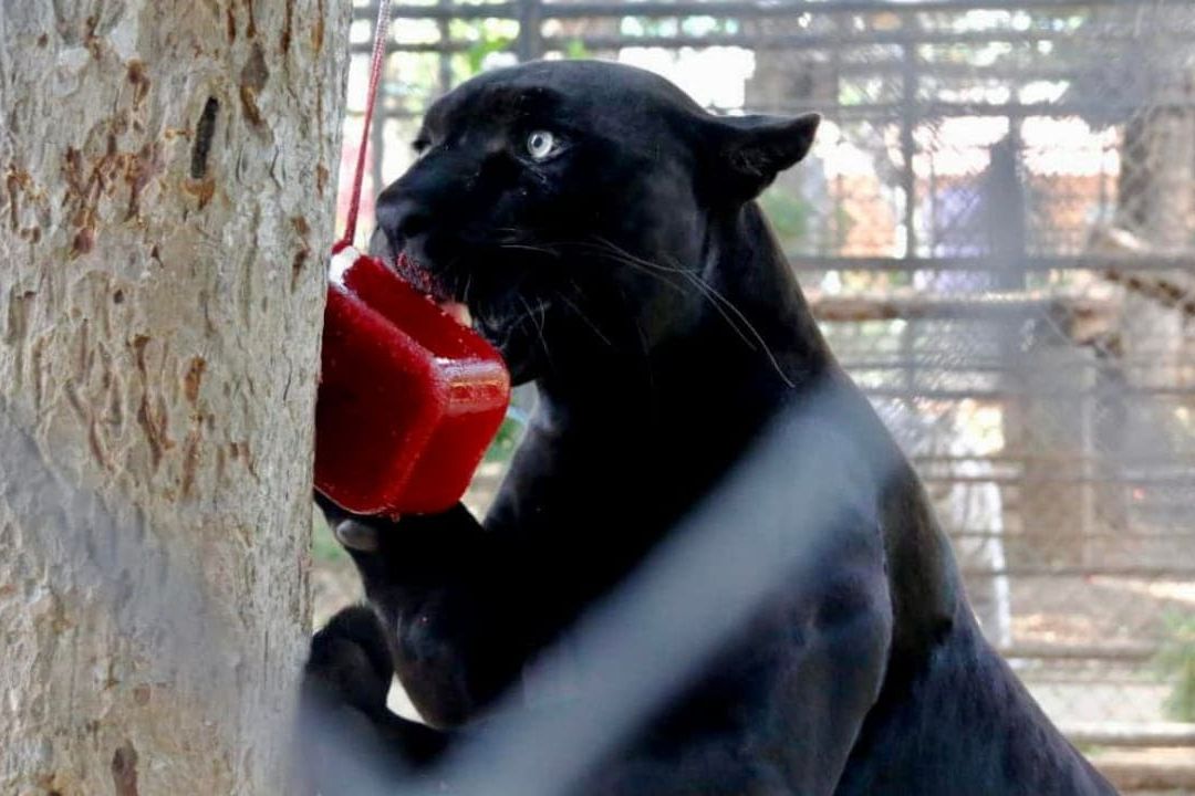 Ola de Calor: Así Refrescan con Paletas de Hielo a Animales de Zoológicos en México