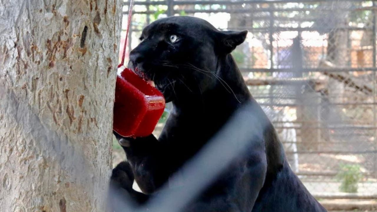 Ola de Calor: Así Refrescan con Paletas de Hielo a Animales de Zoológicos en México