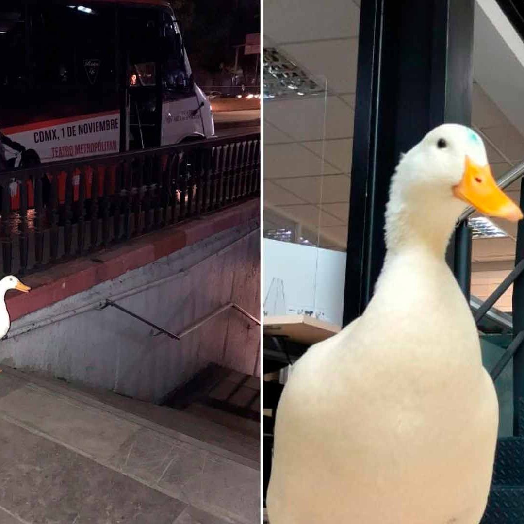 Pato Intenta Entrar al Metro, Escapó del Lago de Chapultepec