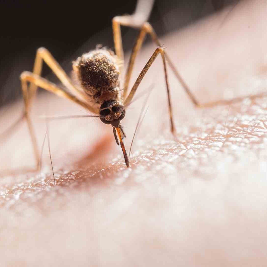 La enfermedad del dengue puede traer afectaciones graves para la salud. Foto: Pexels | Ilustrativa