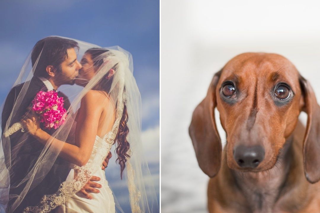 Invitación a boda pide no llevar niños pero sí permite mascotas