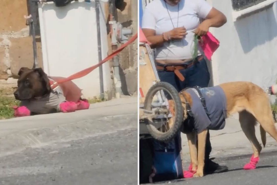 Ropavejero arma zapatos para sus perritos, por el asfalto caliente