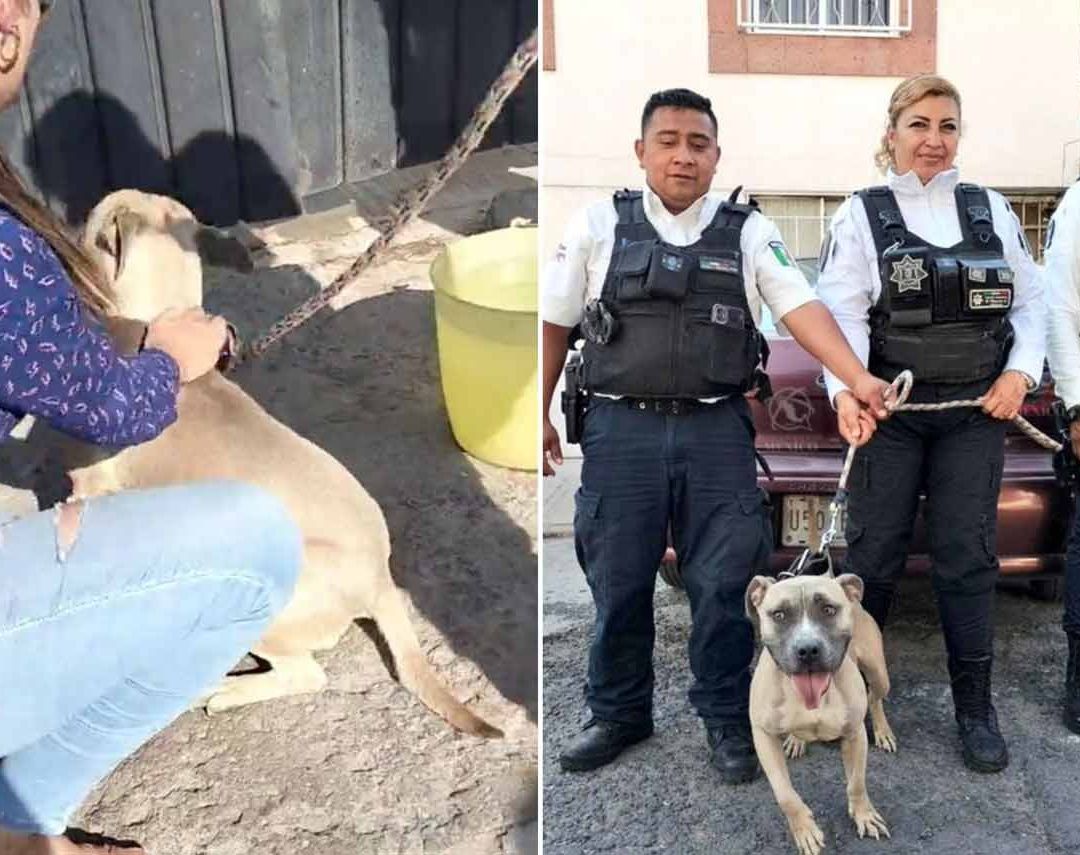 Recatan a Perrito a Punto de Morir por Golpe de Calor en Neza