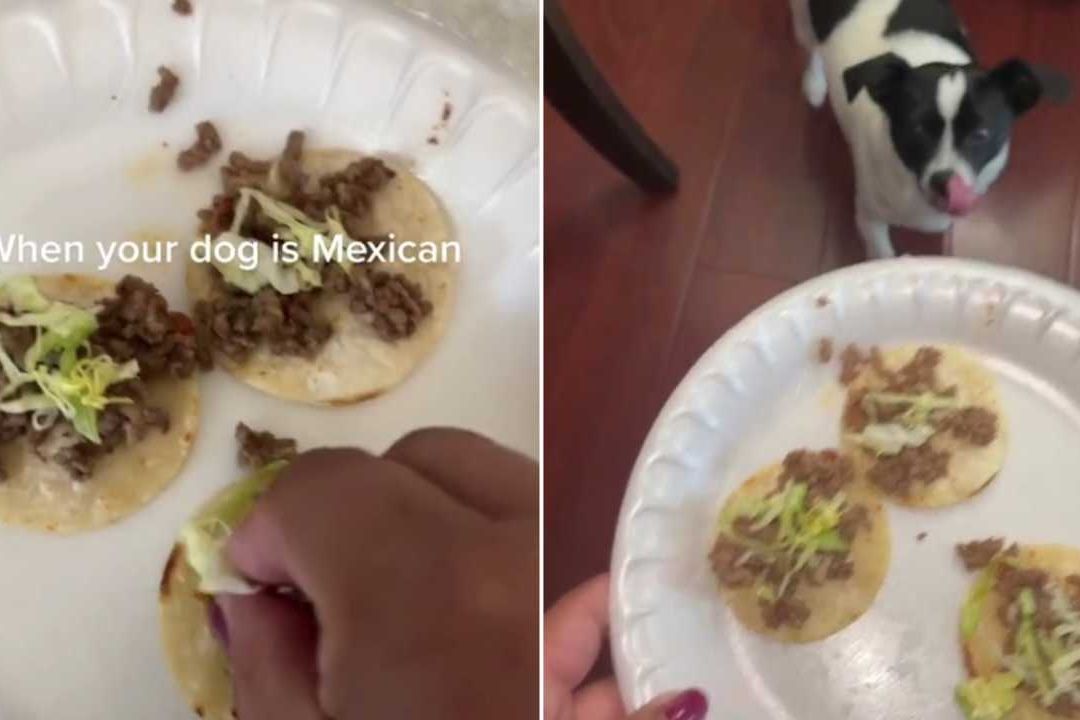 Mujer hace taquitos miniatura a su perro