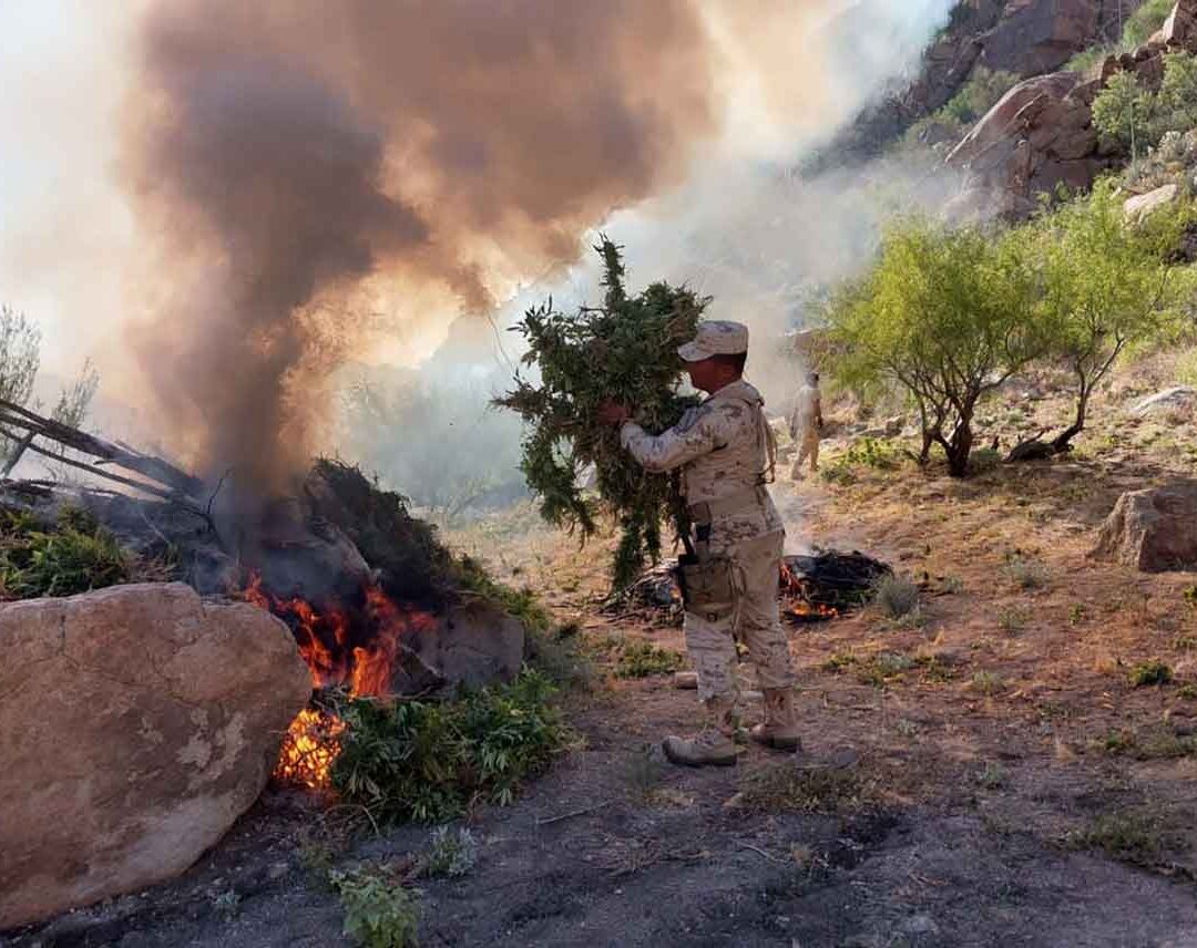 Localizan y Destruyen Más de 1 Millón de Plantas de Marihuana en la Laguna Salada
