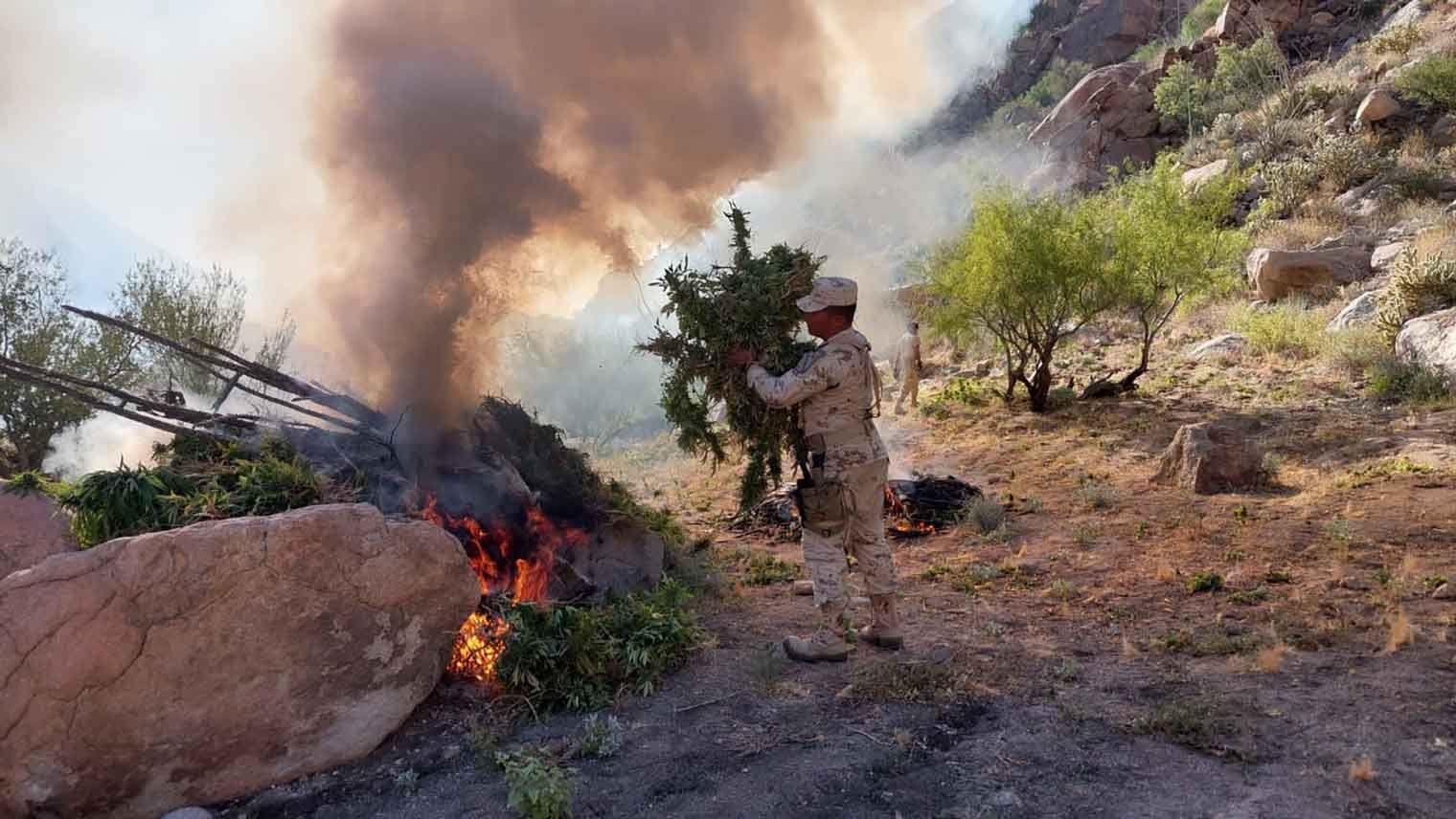 Localizan y Destruyen Más de 1 Millón de Plantas de Marihuana en la Laguna Salada