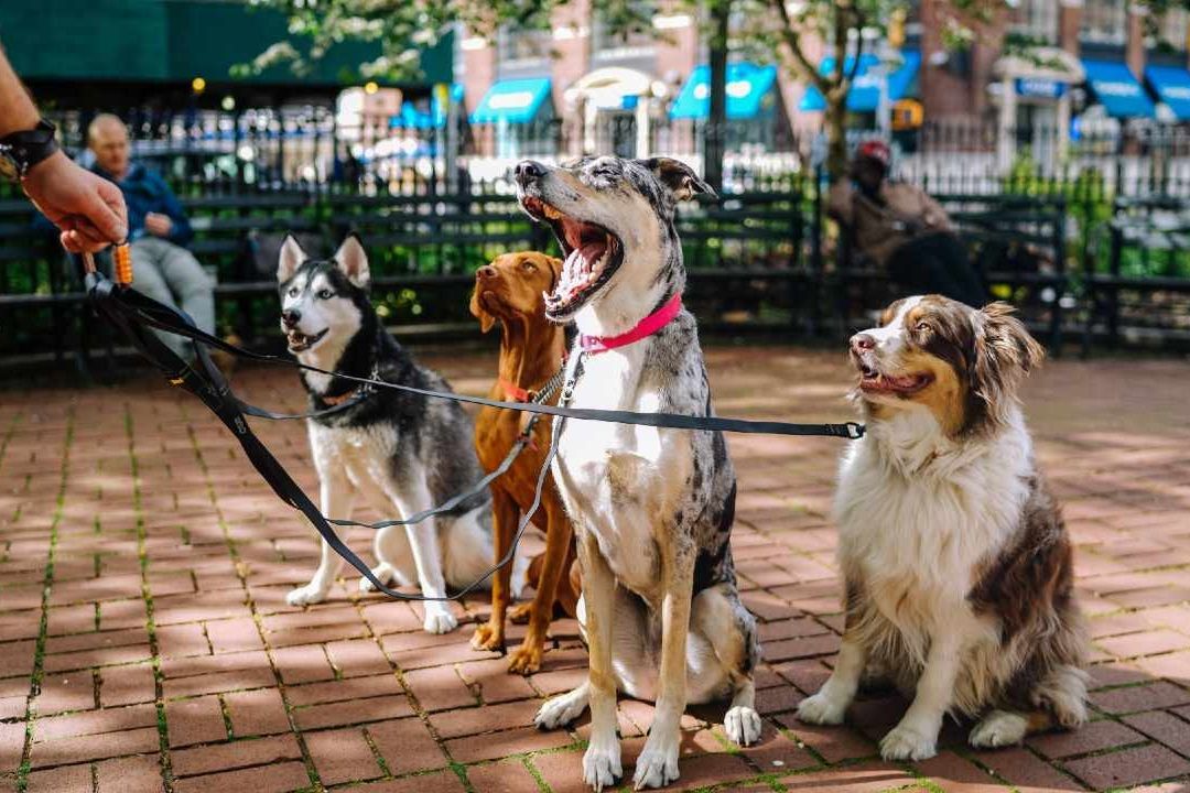 Millonarios estadounidenses buscan niñera para sus perros y pagan 2mdp al año