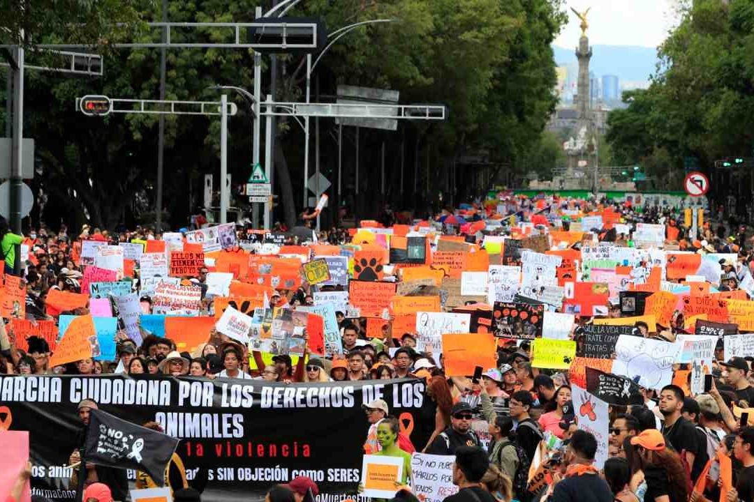 Miles marchan en México para exigir un alto a la violencia y maltrato contra animales