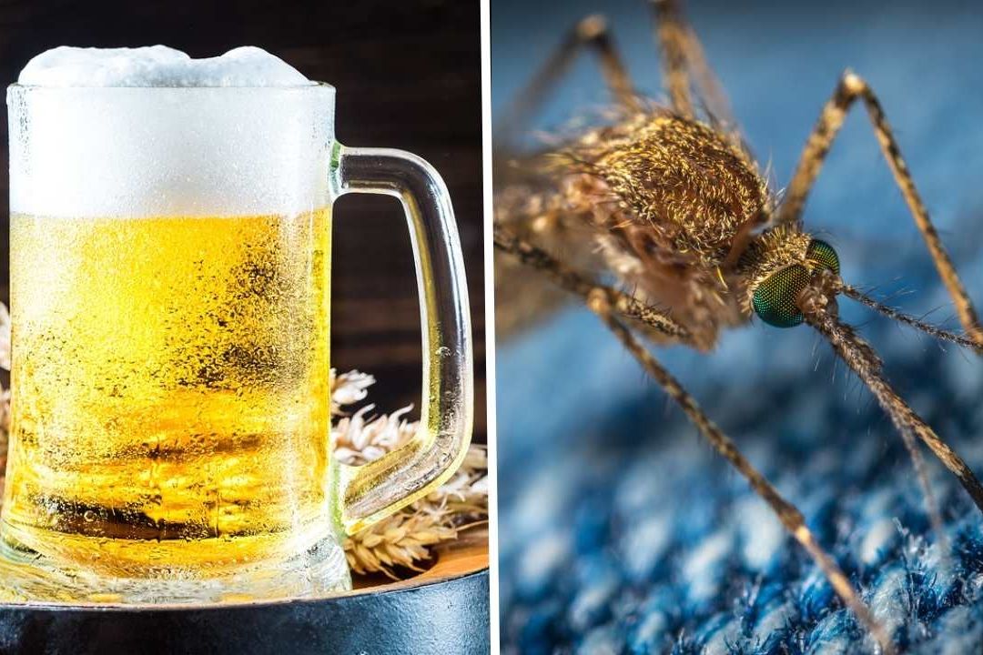 Existen varios factores que aumentan la atracción de los mosquitos y tomar cerveza es uno de ellos