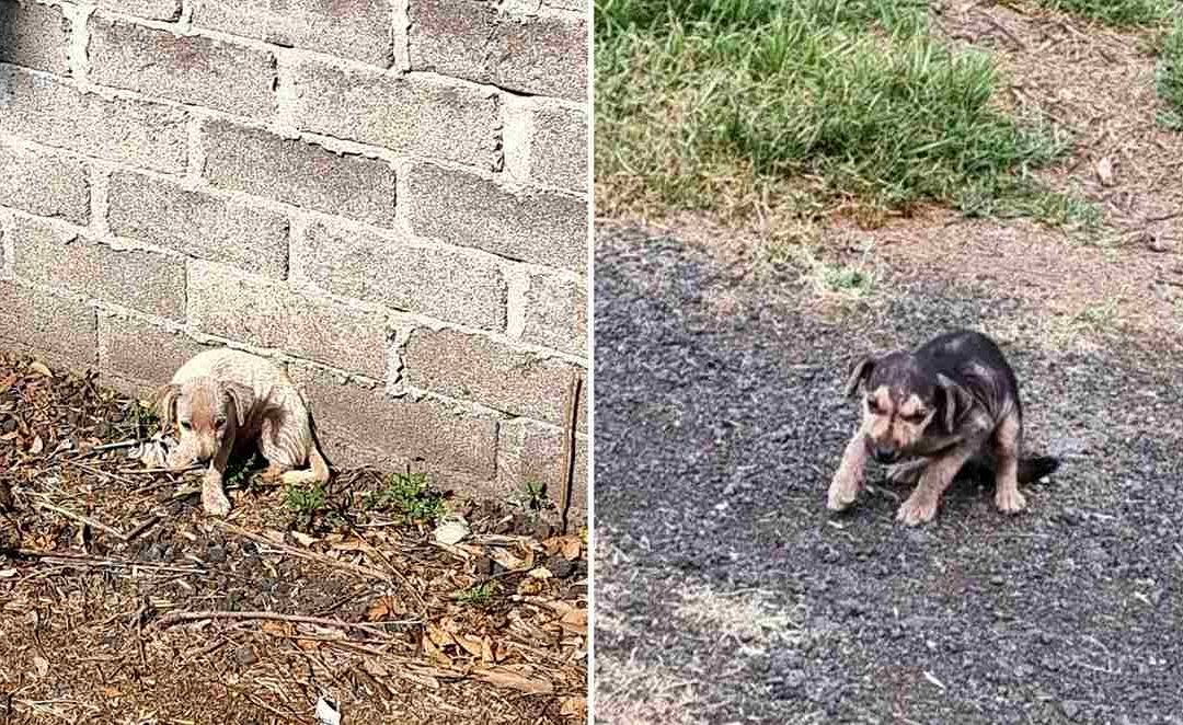 Video: Hombre Avienta a Perritos en Bolsas de Plástico en Milpa Alta