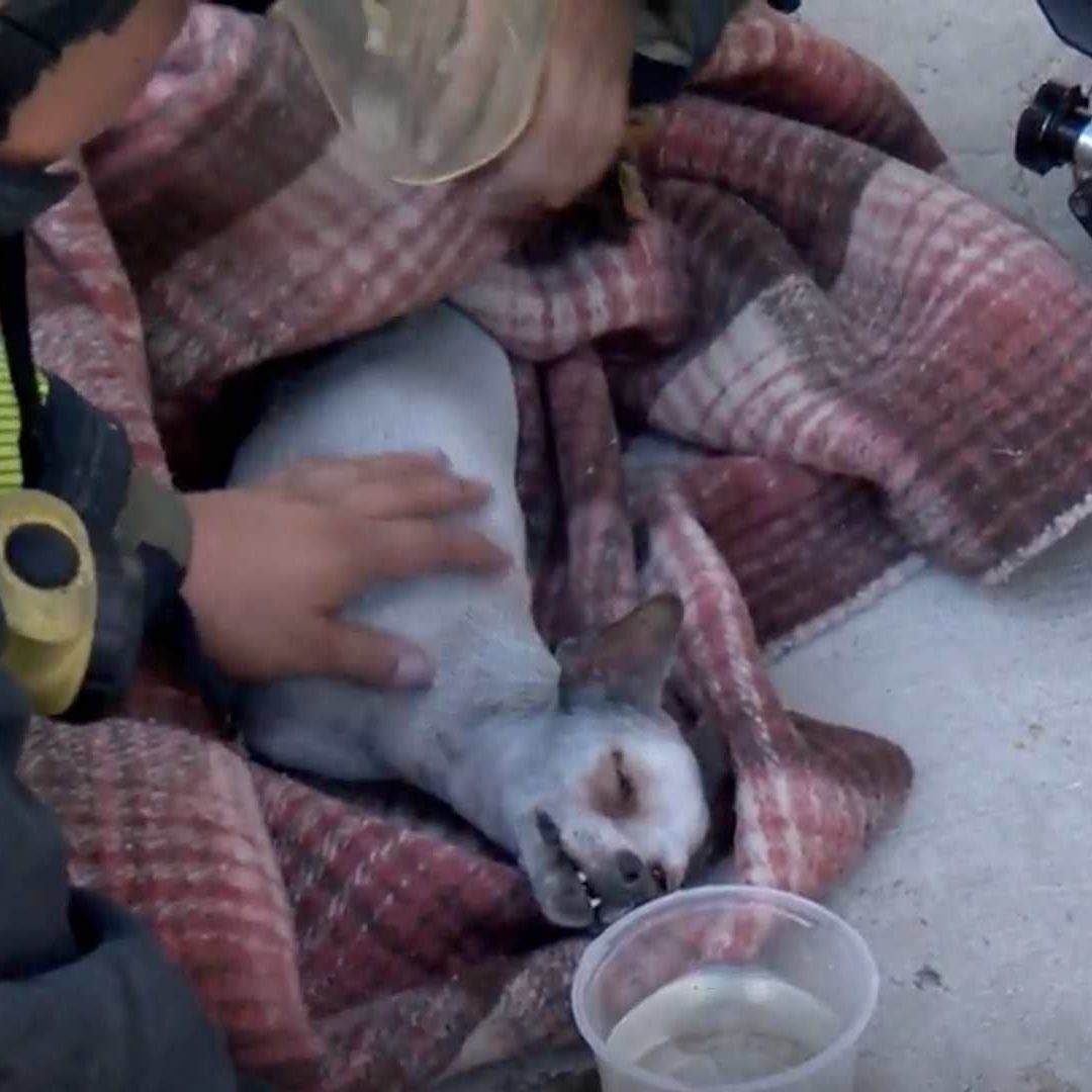 Los bomberos reanimaron a la perrita tras sacarla de la casa en llamas