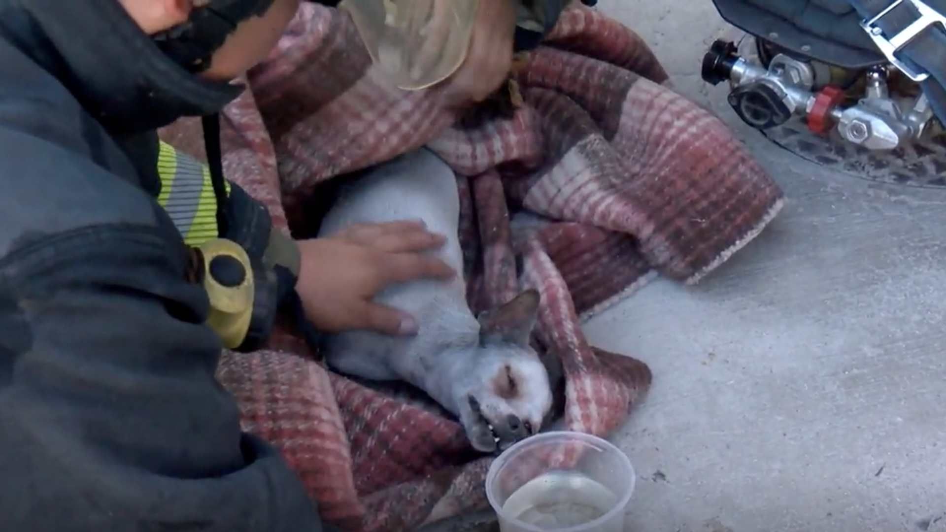 Los bomberos reanimaron a la perrita tras sacarla de la casa en llamas