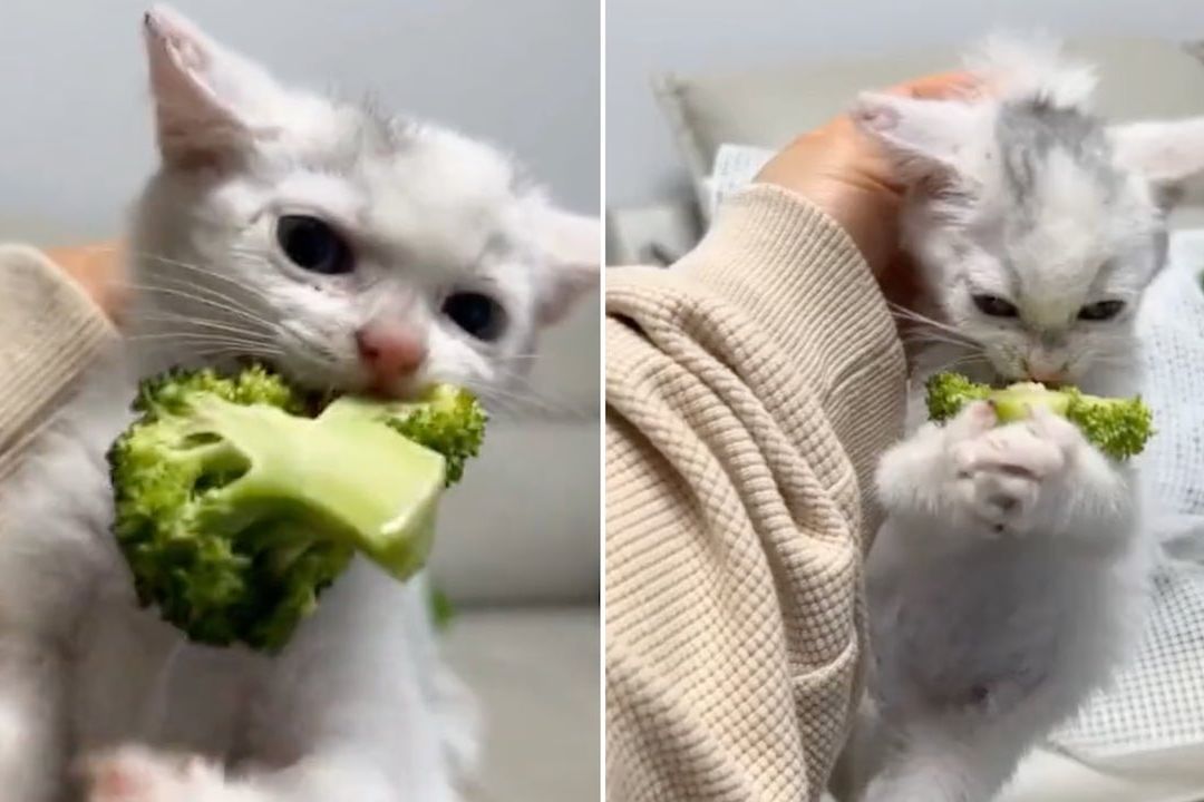 Gatito come brócoli en video viral