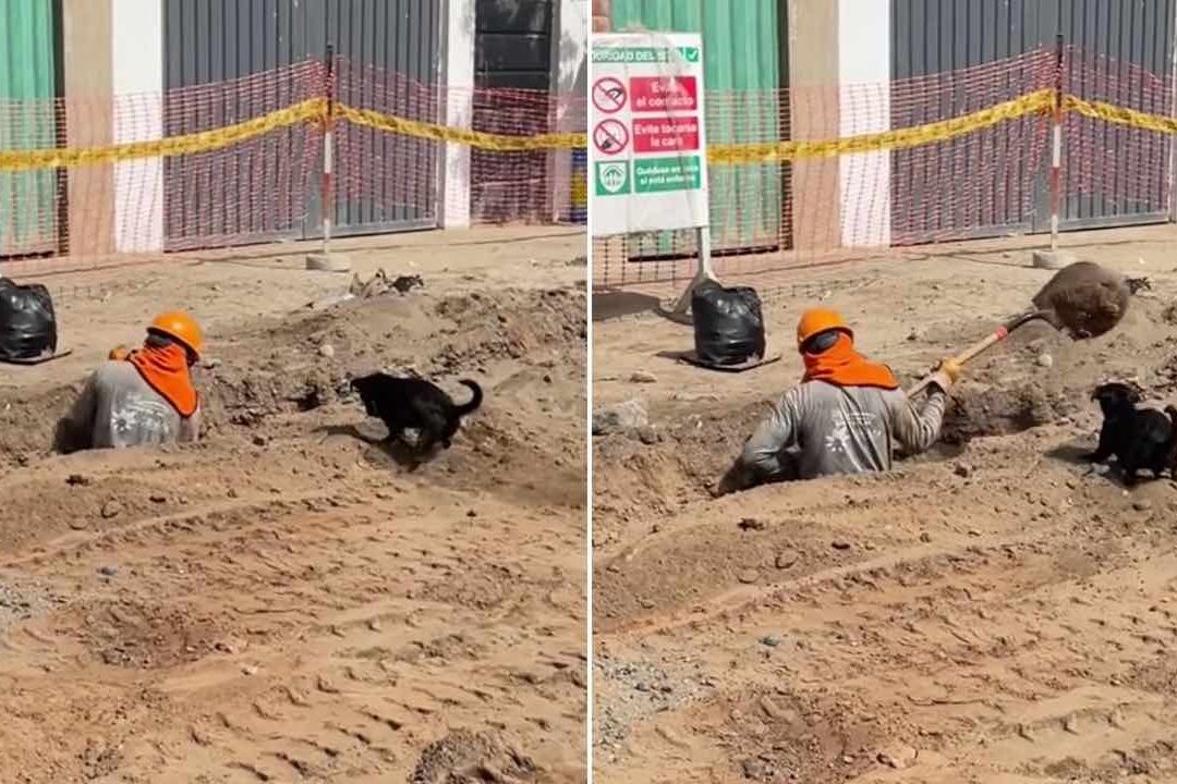 Perrito ayuda a obrero durante una excavación