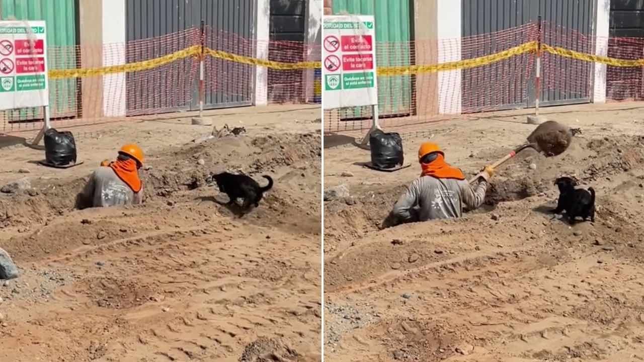 Perrito ayuda a obrero durante una excavación