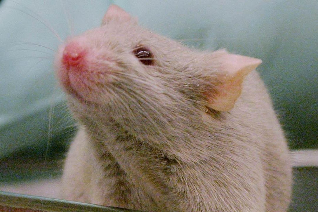 Rata de laboratorio
