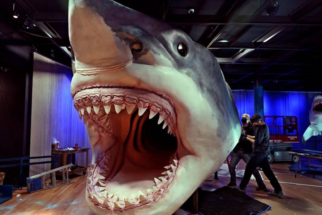 Estudio de dientes fósiles confirma que el megalodón era de sangre caliente