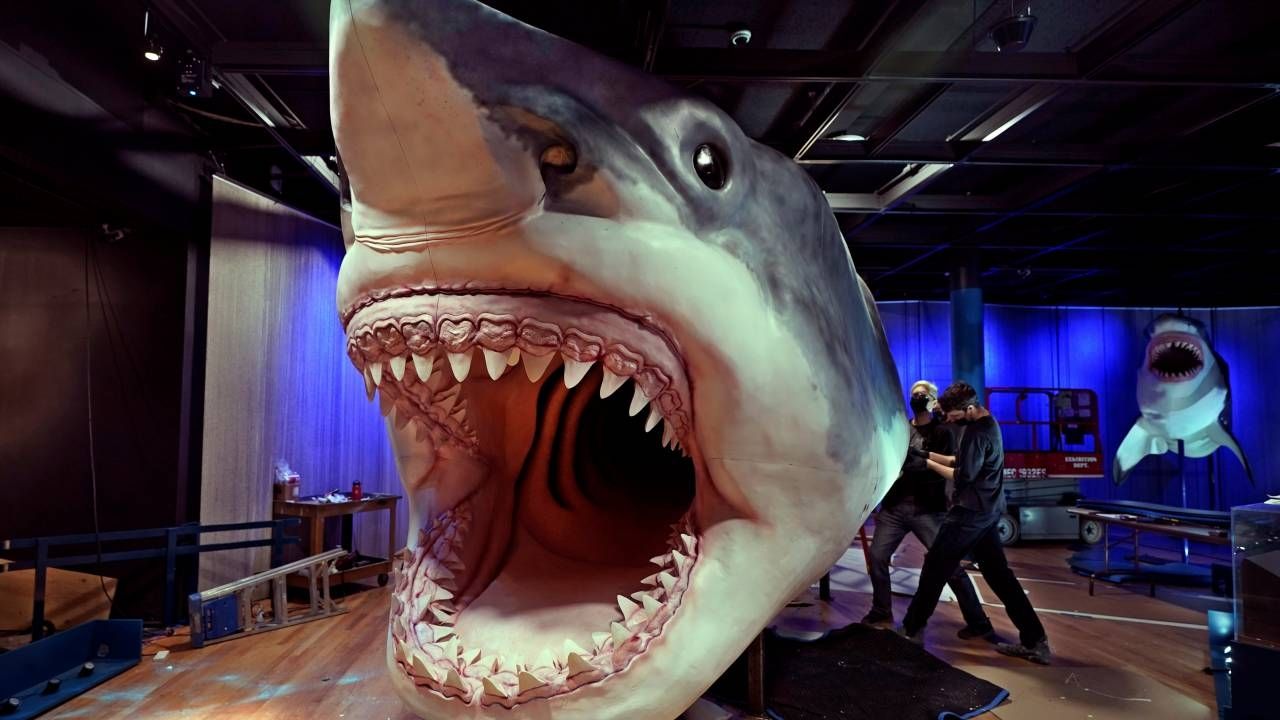 Estudio de dientes fósiles confirma que el megalodón era de sangre caliente