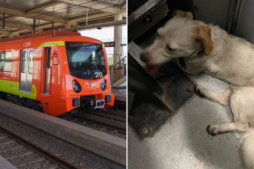 Paran el Metro para rescatar a perrito