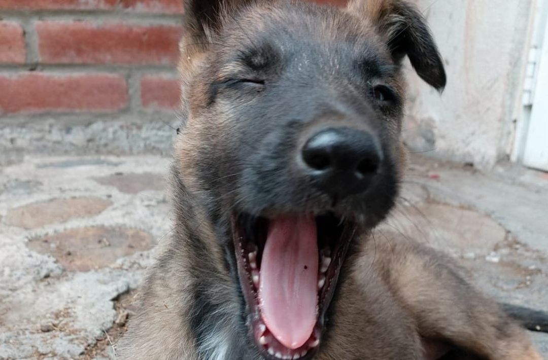 Registran a Más de 137 Mil Animales de Compañía en CDMX