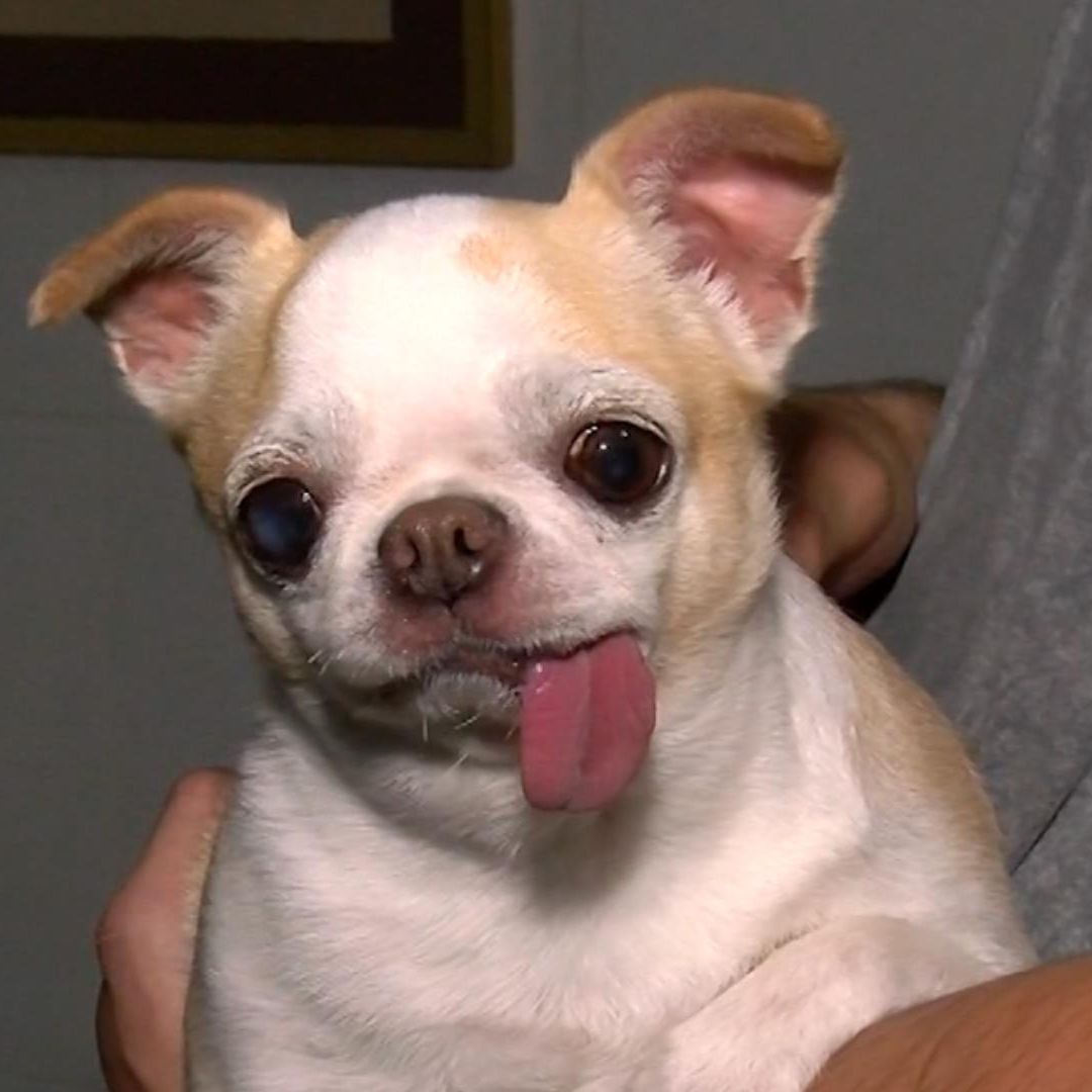 Perros y gatos pueden sufrir golpe de calor en Nuevo León