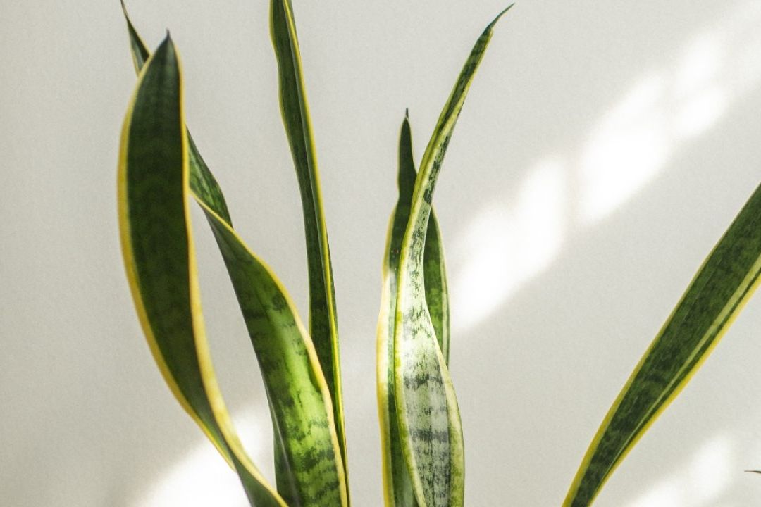 Sansevieria: ¿Cómo Usar tu Lengua de Suegra Para Absorber el Calor y Refrescar la Casa